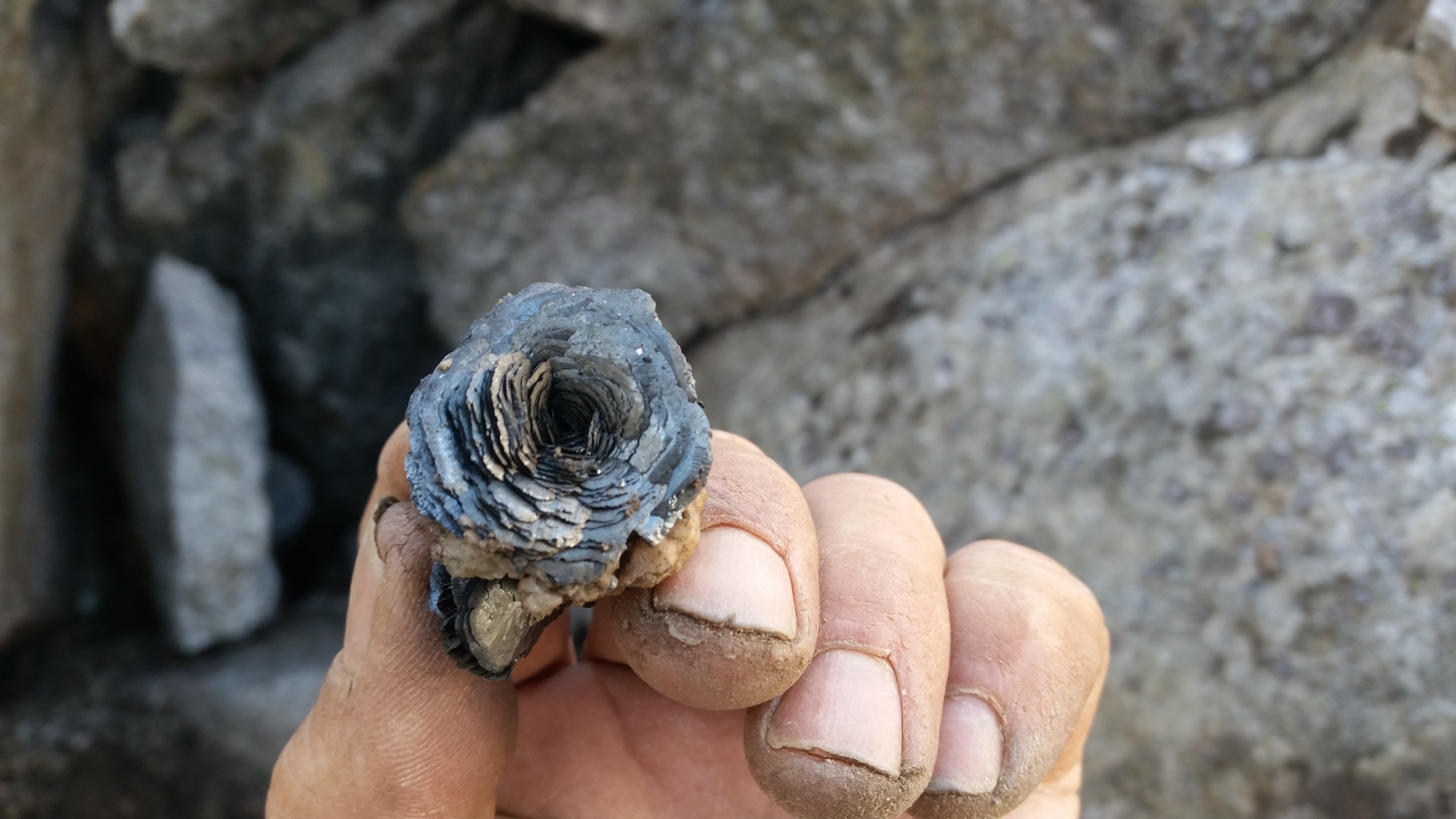 Einzigartiger Eisenrosen Kristall Fund aus den Walliser Bergen in Mörel zu betrachten